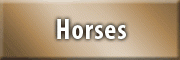 Horses<br>Nicole Hettesheimer Hörscheid