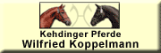 Kehdinger Pferde - Wilfried Koppelmann Freiburg Kehdinger Pferde - Wilfried Koppelmann Freiburg