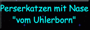 Perserkatzen mit Nase vom Uhlerborn<br>Nicole Michels Heidesheim am Rhein