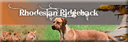 Rhodesian Ridgeback Zucht Eggert Breitenhagen