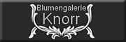 Blumengalerie Knorr 