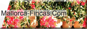 Mallorca-Fincas.com<br>Frank Schingale Viersen